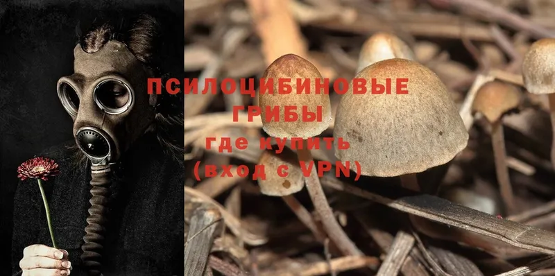 Псилоцибиновые грибы Psilocybe  Арсеньев 